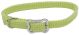 Sunburst Collar with Bone Buckle - Lime 