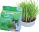 Pureness Oat Garden Kit